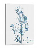 Antiguo Botánico En Azul Ix. - Vision Studio | Cuadro decorativo de Canvas Lab