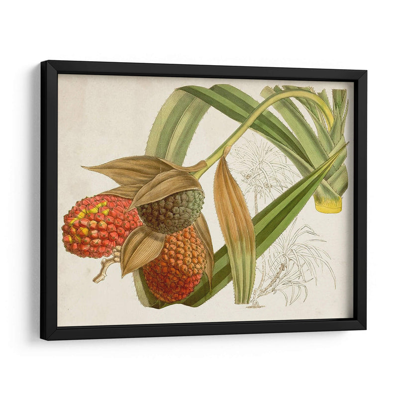 Follaje Tropical Y Fruta Iii - Curtis | Cuadro decorativo de Canvas Lab