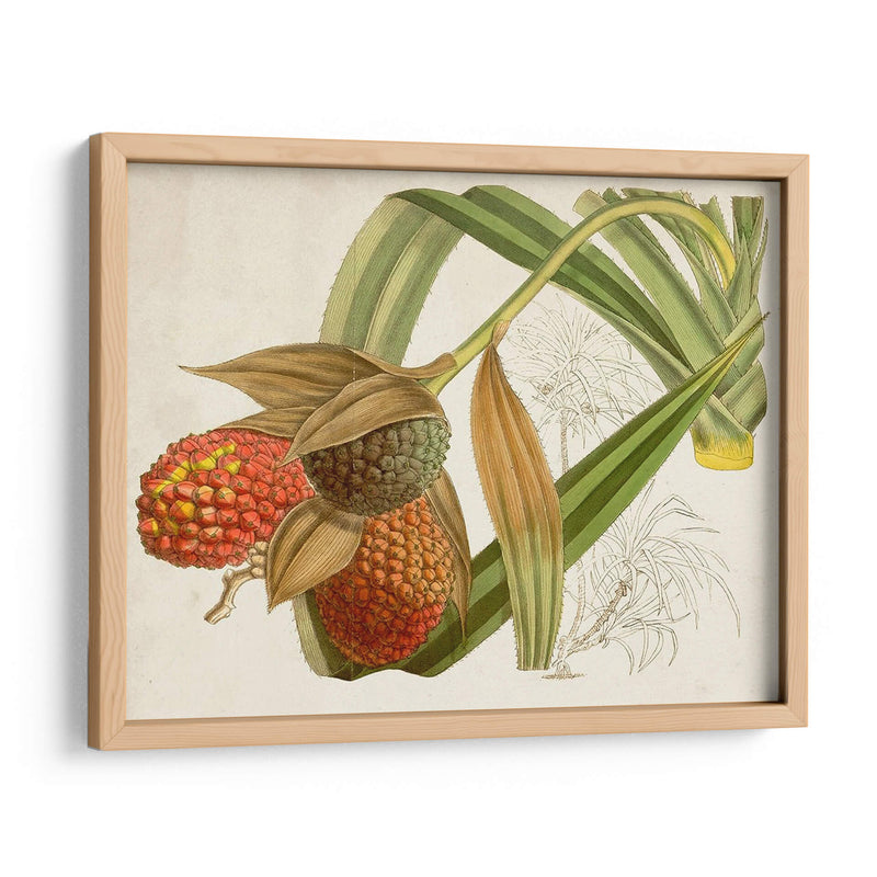 Follaje Tropical Y Fruta Iii - Curtis | Cuadro decorativo de Canvas Lab