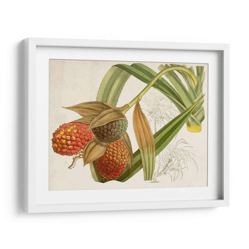 Follaje Tropical Y Fruta Iii - Curtis | Cuadro decorativo de Canvas Lab