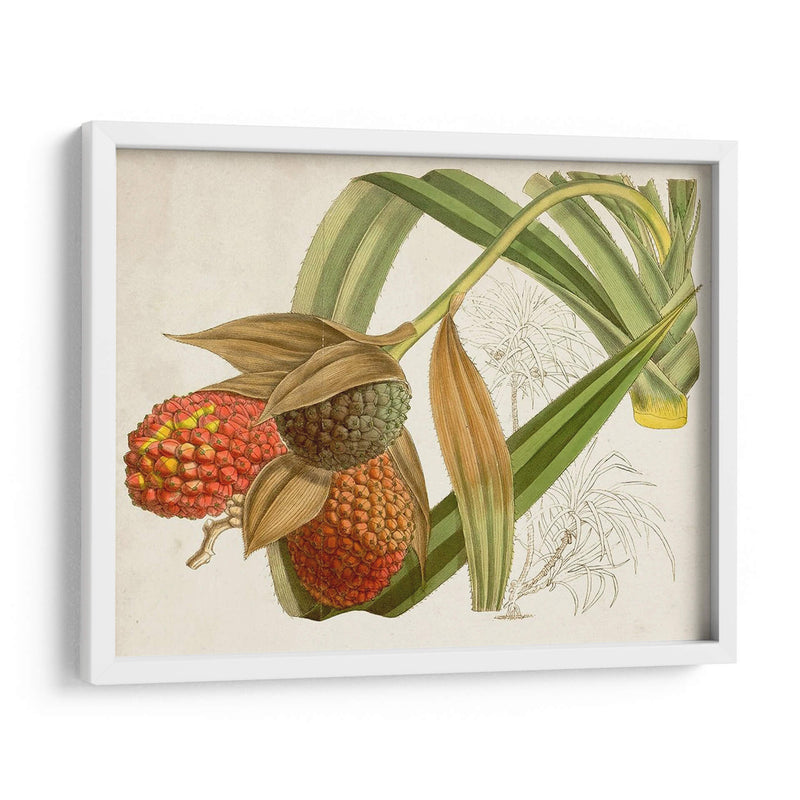 Follaje Tropical Y Fruta Iii - Curtis | Cuadro decorativo de Canvas Lab