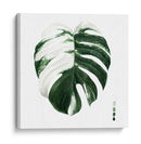 Monstera Ii Abigarrada - Grace Popp | Cuadro decorativo de Canvas Lab