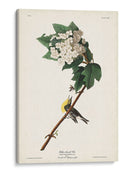 Pl. 119 Vireo De Garganta Amarilla - John James Audubon | Cuadro decorativo de Canvas Lab