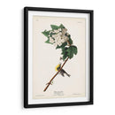 Pl. 119 Vireo De Garganta Amarilla - John James Audubon | Cuadro decorativo de Canvas Lab