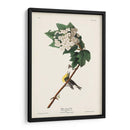 Pl. 119 Vireo De Garganta Amarilla - John James Audubon | Cuadro decorativo de Canvas Lab