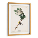 Pl. 119 Vireo De Garganta Amarilla - John James Audubon | Cuadro decorativo de Canvas Lab