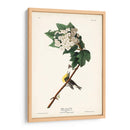 Pl. 119 Vireo De Garganta Amarilla - John James Audubon | Cuadro decorativo de Canvas Lab