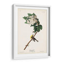 Pl. 119 Vireo De Garganta Amarilla - John James Audubon | Cuadro decorativo de Canvas Lab
