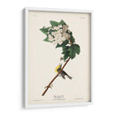 Pl. 119 Vireo De Garganta Amarilla - John James Audubon | Cuadro decorativo de Canvas Lab