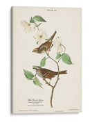 Pl.8 Gorrión De Garganta Blanca - John James Audubon | Cuadro decorativo de Canvas Lab