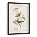 Pl.8 Gorrión De Garganta Blanca - John James Audubon | Cuadro decorativo de Canvas Lab