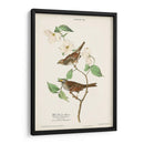 Pl.8 Gorrión De Garganta Blanca - John James Audubon | Cuadro decorativo de Canvas Lab