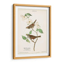 Pl.8 Gorrión De Garganta Blanca - John James Audubon | Cuadro decorativo de Canvas Lab