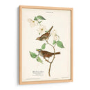 Pl.8 Gorrión De Garganta Blanca - John James Audubon | Cuadro decorativo de Canvas Lab