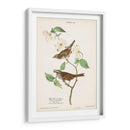 Pl.8 Gorrión De Garganta Blanca - John James Audubon | Cuadro decorativo de Canvas Lab
