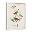 Pl.8 Gorrión De Garganta Blanca - John James Audubon | Cuadro decorativo de Canvas Lab