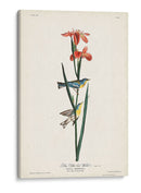Pl. 15 Curruca Azul Amarillo-Atrás - John James Audubon | Cuadro decorativo de Canvas Lab