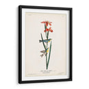 Pl. 15 Curruca Azul Amarillo-Atrás - John James Audubon | Cuadro decorativo de Canvas Lab