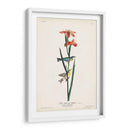 Pl. 15 Curruca Azul Amarillo-Atrás - John James Audubon | Cuadro decorativo de Canvas Lab