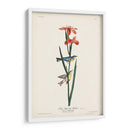 Pl. 15 Curruca Azul Amarillo-Atrás - John James Audubon | Cuadro decorativo de Canvas Lab