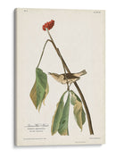 Pl. 19 Louisiana Agua De Agua - John James Audubon | Cuadro decorativo de Canvas Lab