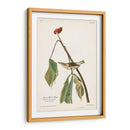 Pl. 19 Louisiana Agua De Agua - John James Audubon | Cuadro decorativo de Canvas Lab