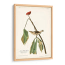 Pl. 19 Louisiana Agua De Agua - John James Audubon | Cuadro decorativo de Canvas Lab