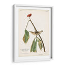 Pl. 19 Louisiana Agua De Agua - John James Audubon | Cuadro decorativo de Canvas Lab