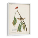 Pl. 19 Louisiana Agua De Agua - John James Audubon | Cuadro decorativo de Canvas Lab
