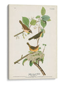 Pl. 23 Curruca De Pecho Amarillo - John James Audubon | Cuadro decorativo de Canvas Lab