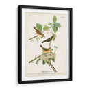Pl. 23 Curruca De Pecho Amarillo - John James Audubon | Cuadro decorativo de Canvas Lab