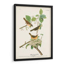Pl. 23 Curruca De Pecho Amarillo - John James Audubon | Cuadro decorativo de Canvas Lab