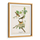 Pl. 23 Curruca De Pecho Amarillo - John James Audubon | Cuadro decorativo de Canvas Lab