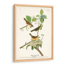 Pl. 23 Curruca De Pecho Amarillo - John James Audubon | Cuadro decorativo de Canvas Lab