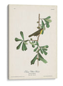 Pl. 24 Rosadas De Garganta Amarilla - John James Audubon | Cuadro decorativo de Canvas Lab