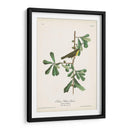 Pl. 24 Rosadas De Garganta Amarilla - John James Audubon | Cuadro decorativo de Canvas Lab