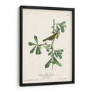 Pl. 24 Rosadas De Garganta Amarilla - John James Audubon | Cuadro decorativo de Canvas Lab