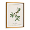 Pl. 24 Rosadas De Garganta Amarilla - John James Audubon | Cuadro decorativo de Canvas Lab