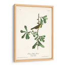 Pl. 24 Rosadas De Garganta Amarilla - John James Audubon | Cuadro decorativo de Canvas Lab