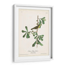 Pl. 24 Rosadas De Garganta Amarilla - John James Audubon | Cuadro decorativo de Canvas Lab