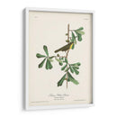 Pl. 24 Rosadas De Garganta Amarilla - John James Audubon | Cuadro decorativo de Canvas Lab