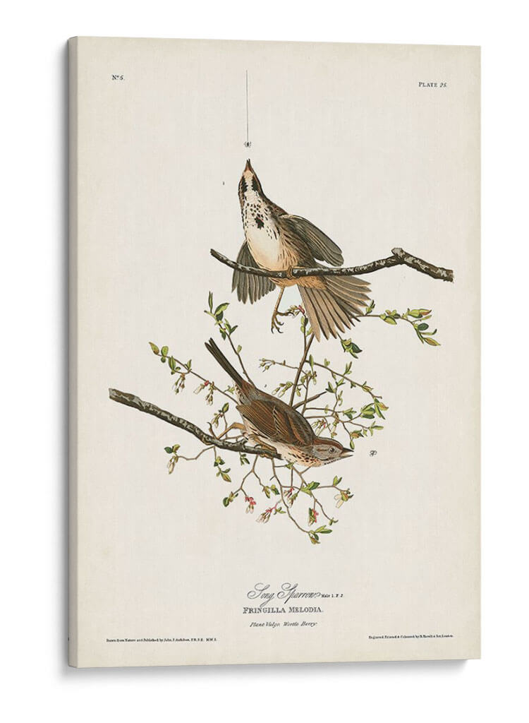 Pl. 25 Gorrión De La Canción - John James Audubon | Cuadro decorativo de Canvas Lab