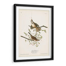 Pl. 25 Gorrión De La Canción - John James Audubon | Cuadro decorativo de Canvas Lab