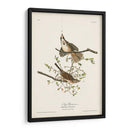 Pl. 25 Gorrión De La Canción - John James Audubon | Cuadro decorativo de Canvas Lab