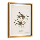 Pl. 25 Gorrión De La Canción - John James Audubon | Cuadro decorativo de Canvas Lab