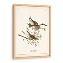 Pl. 25 Gorrión De La Canción - John James Audubon | Cuadro decorativo de Canvas Lab