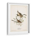 Pl. 25 Gorrión De La Canción - John James Audubon | Cuadro decorativo de Canvas Lab