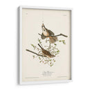 Pl. 25 Gorrión De La Canción - John James Audubon | Cuadro decorativo de Canvas Lab