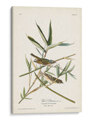 Pl. 28 Vireo Solitarius - John James Audubon | Cuadro decorativo de Canvas Lab