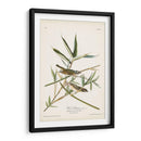 Pl. 28 Vireo Solitarius - John James Audubon | Cuadro decorativo de Canvas Lab